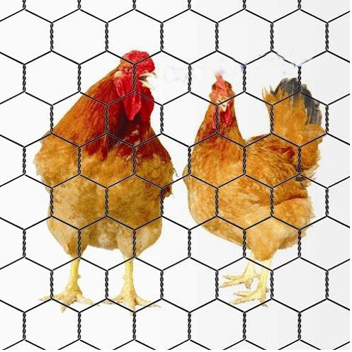 Chicken Wire Mesh