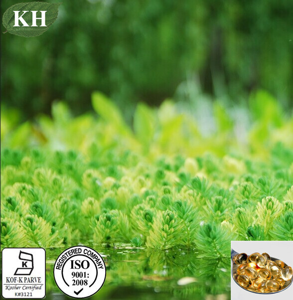 Algae DHA Oil or Docosahexaenoic Acid From Algae Extract