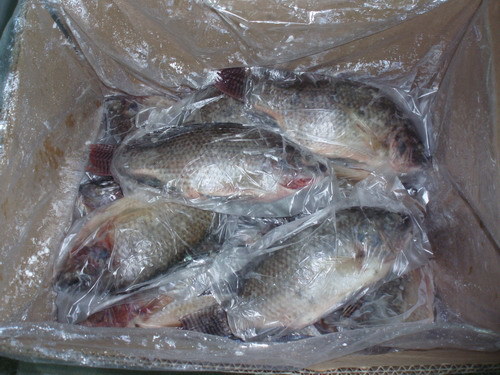Frozen Black Tilapia Gutted and Scaled (GS)