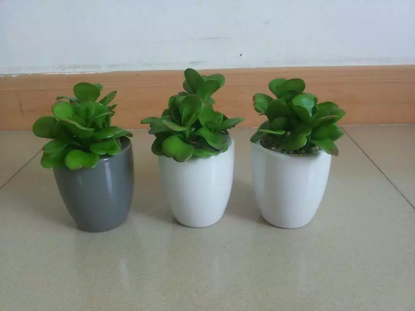 Artificial Plants and Flowers of Succulent Plant Gu-Jys-00036