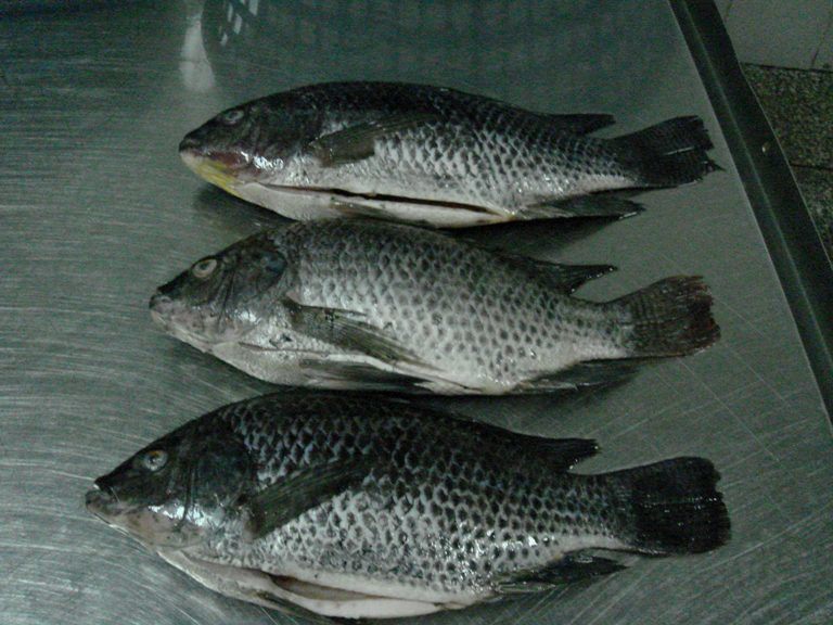 Frozen Tilapia Gutted and Scaled