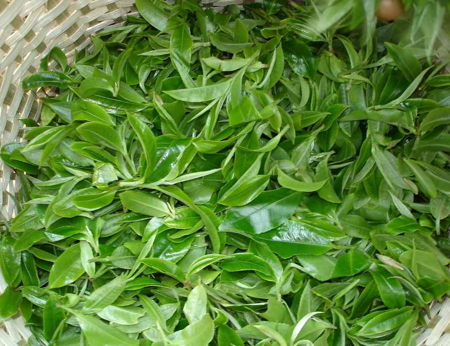 Tea Extract