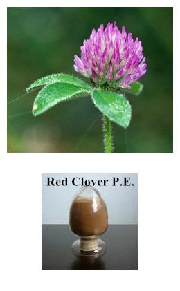 Red Clover P. E.