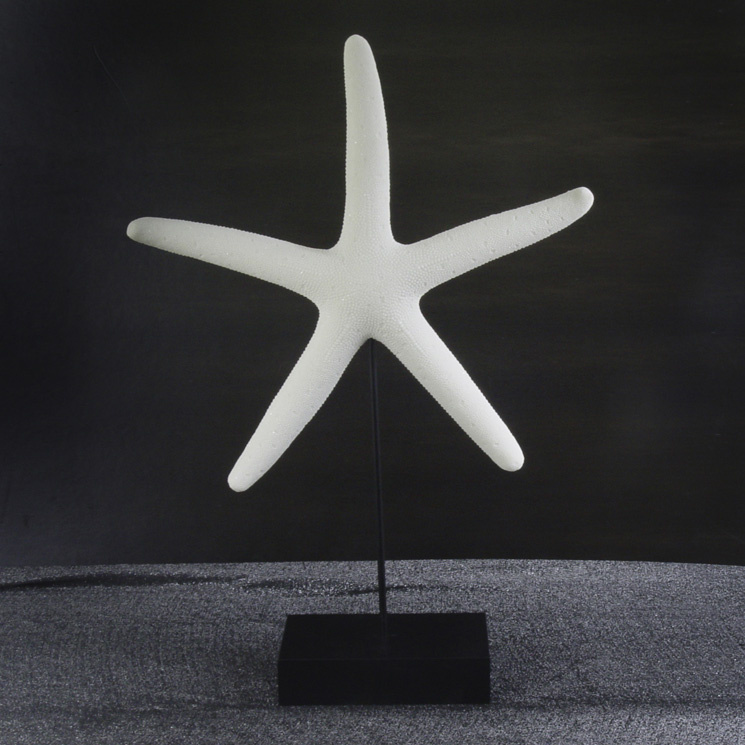 Starfish Shape Statue with MDF Board for Home or Hotel Decoration/ Tableware/ Figurine/Statue