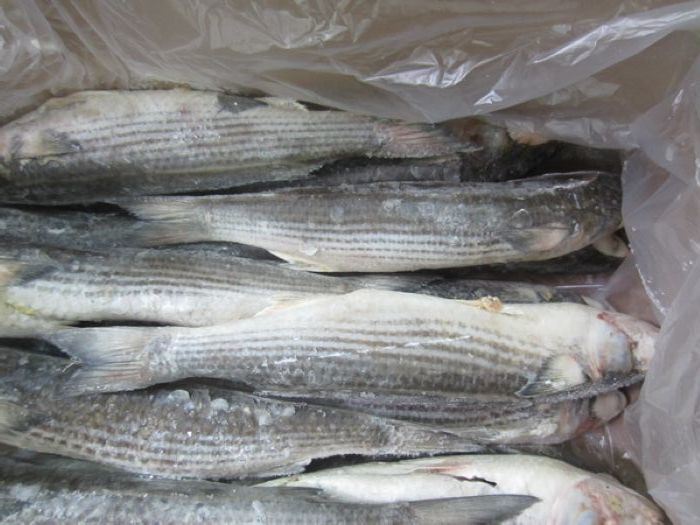 Frozen Sea Fish Grey Mullet with Best Quality