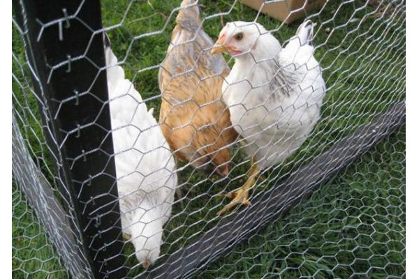 High Quality Rolls Chicken Wire Netting