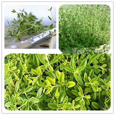 100% Natural Thyme Extract Thymol