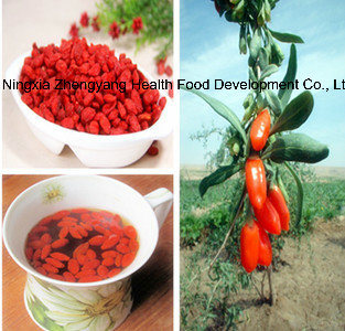 Excellent Dried Goji Berry From Ningxia, China