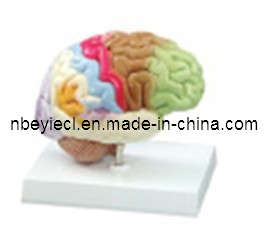 Model of Brain Function (EYAM-09)