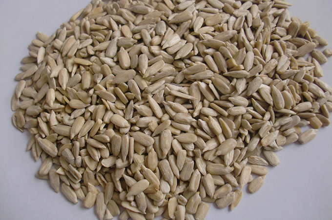 Sunflower Kernel