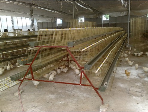 Egg Chicken Cage
