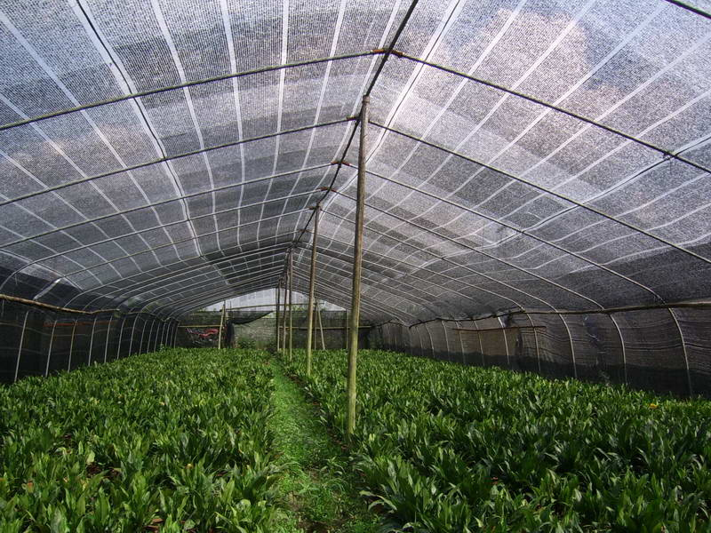 Sunshade Screen as Green House Net