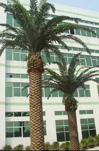 Palm Tree