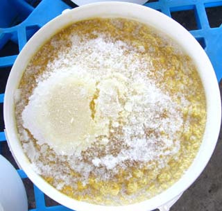 Frozen Ginger