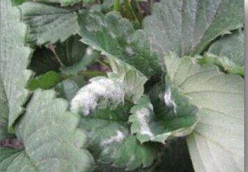 Botanical Pesticide Against Powdery Mildew on Strawberries