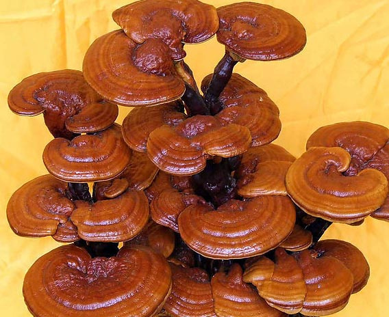 Ganoderma Lucidum P. E Plant Extract