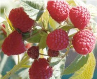 Raspberry
