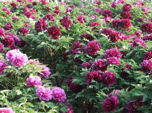 Tree Peony 2