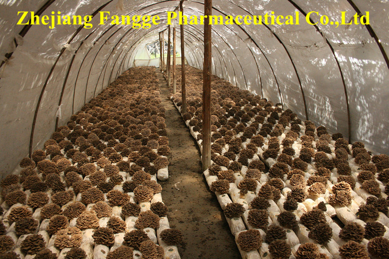 Organic Maitake Extract in High Quality; Maitake D-Fraction; No. 1 Ecological Supplement; USA&EU Certificate; Edible and Medicinal Mushroom