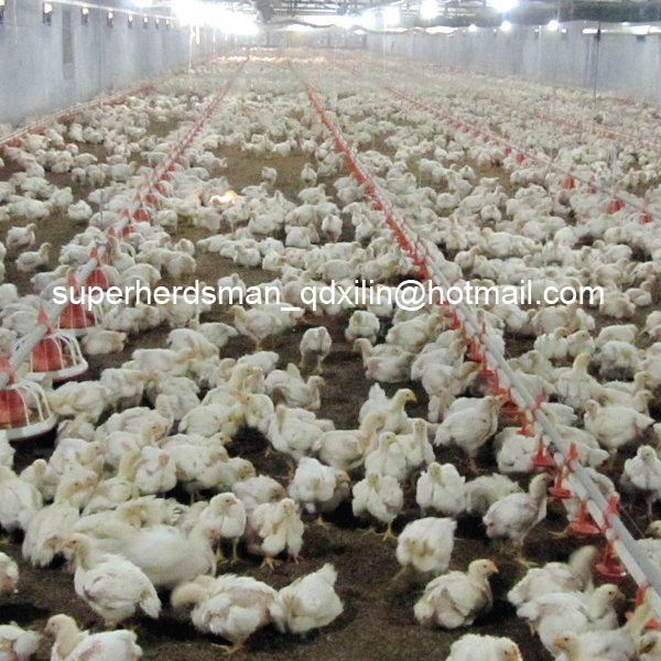 Full Set High Quality Poultry Equipment for Broiler