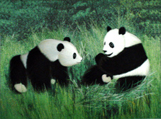 Embroider with Panda (D045)