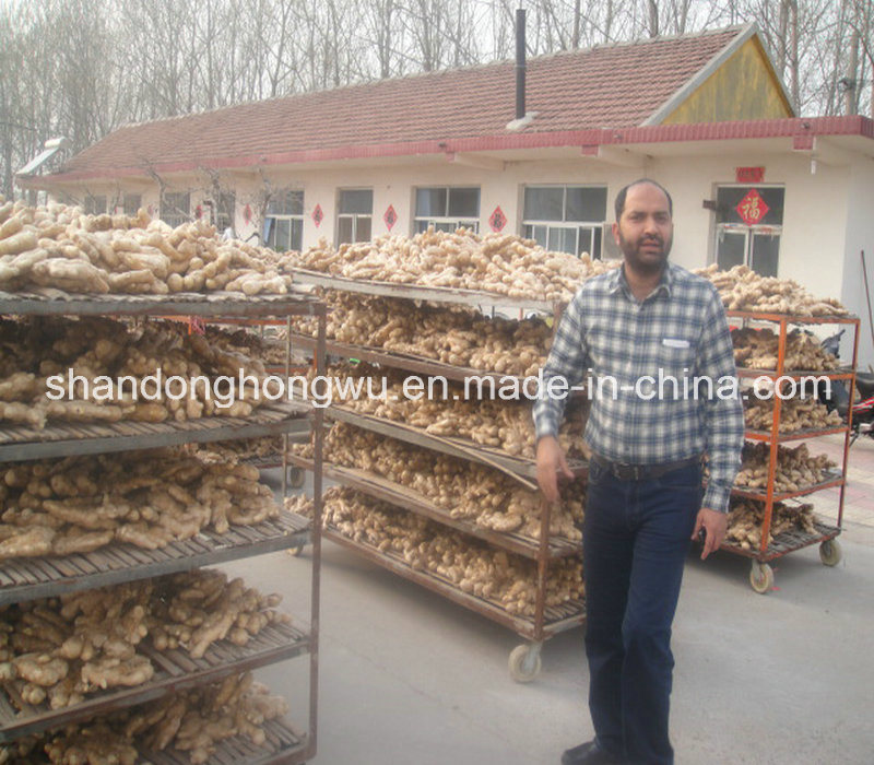 China High Quality Air Dry Ginger