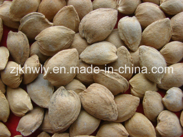 Sweet Almond in Shell (longwangmao 15-17mm)