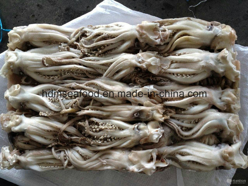 Frozen Squid Head