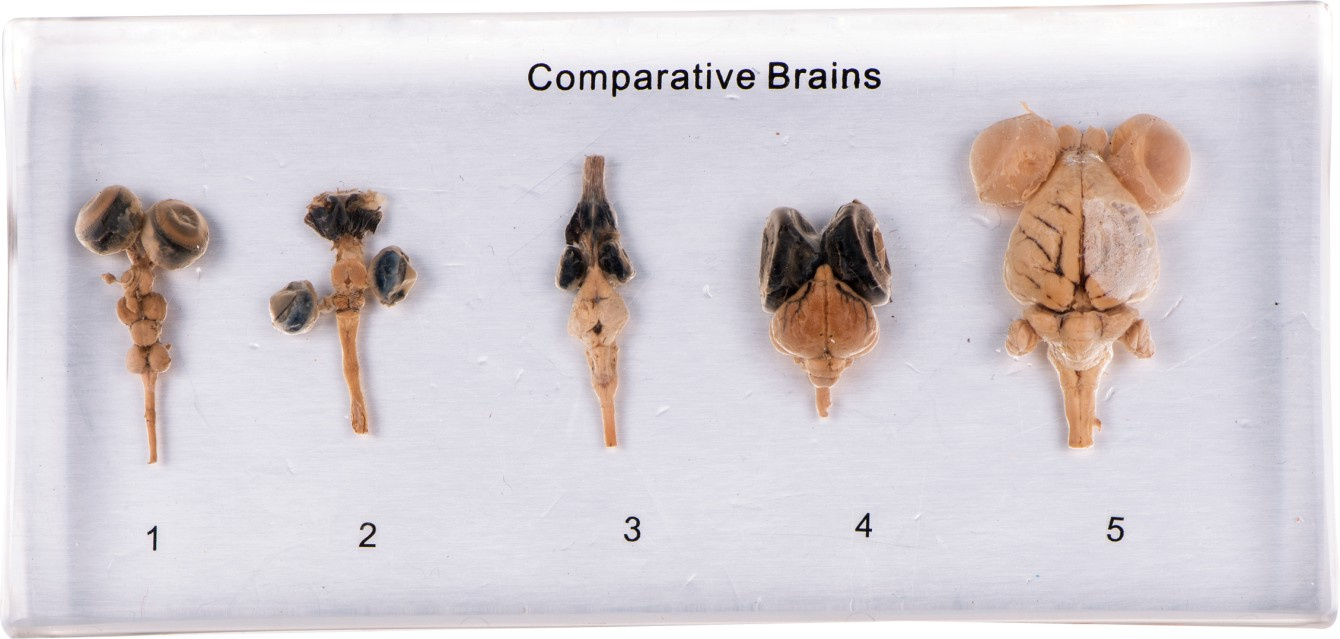 5 Comparative Brains M11017