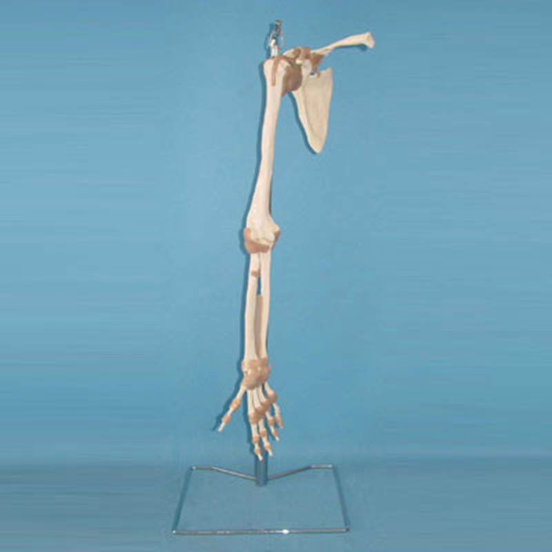 Upper Limbs Model with Ligament (R020905)