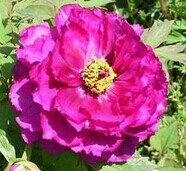 Paeonolum (paeonol) --Tree Peony Bark Extract