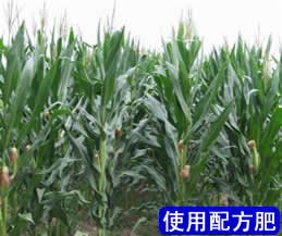 Compound Fertilizer