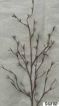 Artificial Leaf