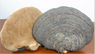 Phellinus Igniarius Polysaccharide (Common Phellinus Fungus)