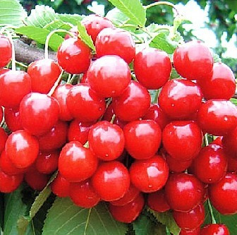 Cherry
