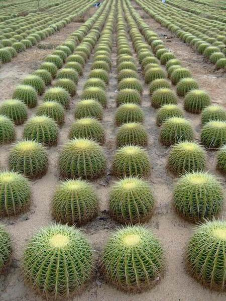 Cactus