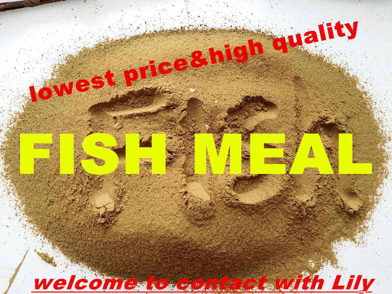 Fish Meal for Fish Feed and Animal Feed