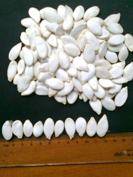 Snow White Pumpkin Seeds (11CM)