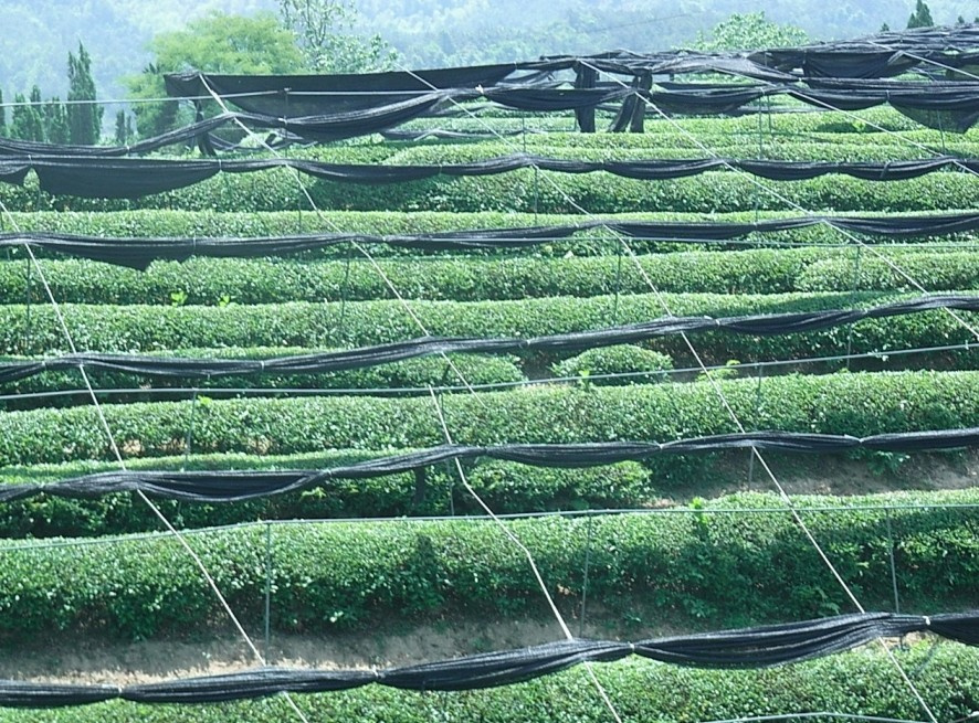 Shade Netting with Light Weight