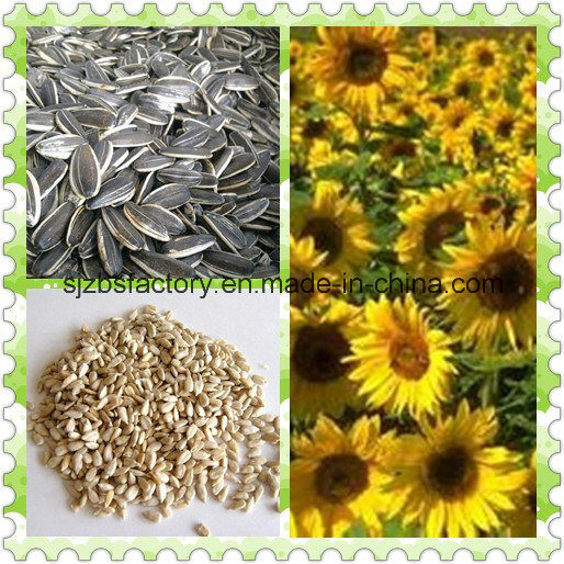 2014 New High Quality Sunflower Seeds