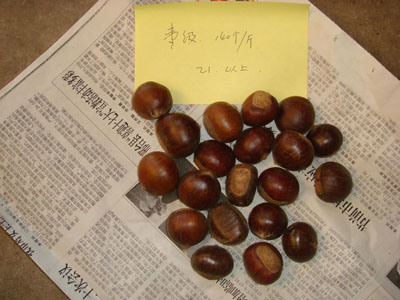 Chinese Chestnut (60-80)