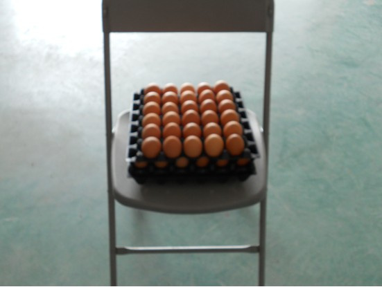 Egg Bracket