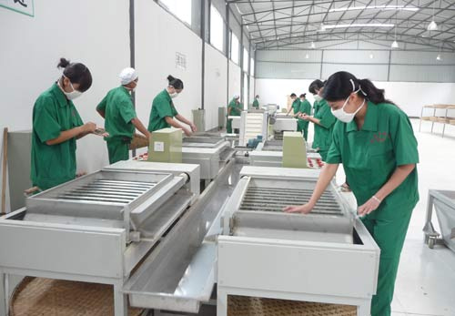 Automatic High Speed Fresh Tea Make Machine