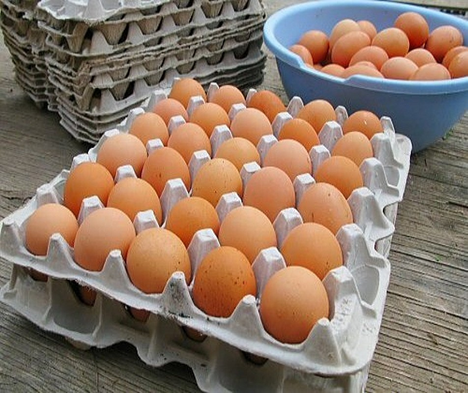 Egg Tray Machine Automatic