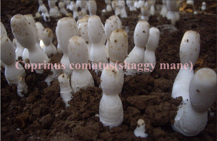 Coprinus Comatus Powder; Shaggy Mane; Edible and Medicinal Mushroom; Condiment; GMP/HACCP Certificate