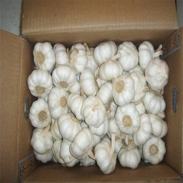 Original Normal White Garlic Dried Garlic