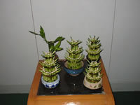Lucky Bamboo (Dracaena Reflexa, Dracaena Sanderiana)