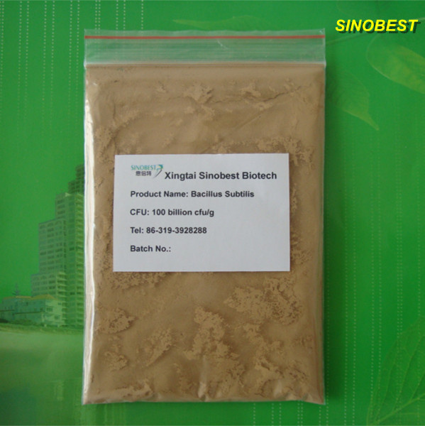 Feed Additive Bacillus Subtilis (BS20)
