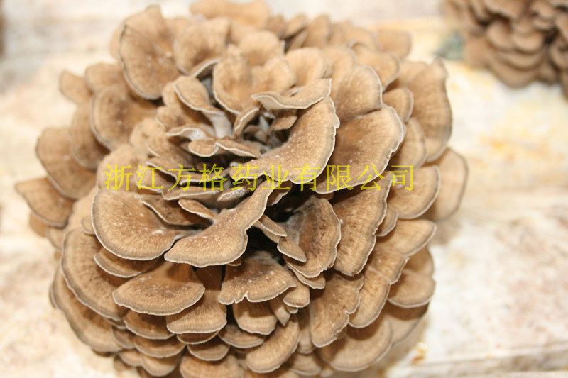 Edible and Medicine Fungi; GMP and HACCP Certificate; Organic Planting Base; High Quality Maitake Mushroom Powder