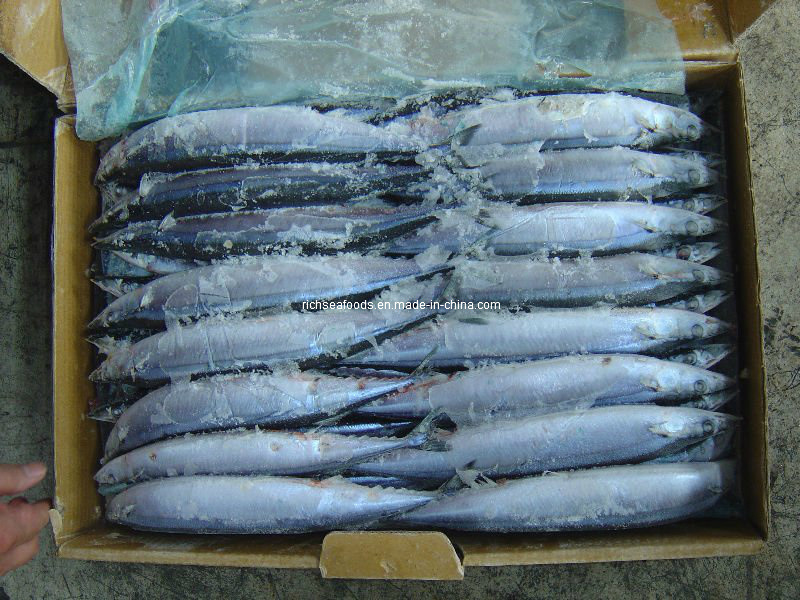 Frozen Pacific Saury Fish